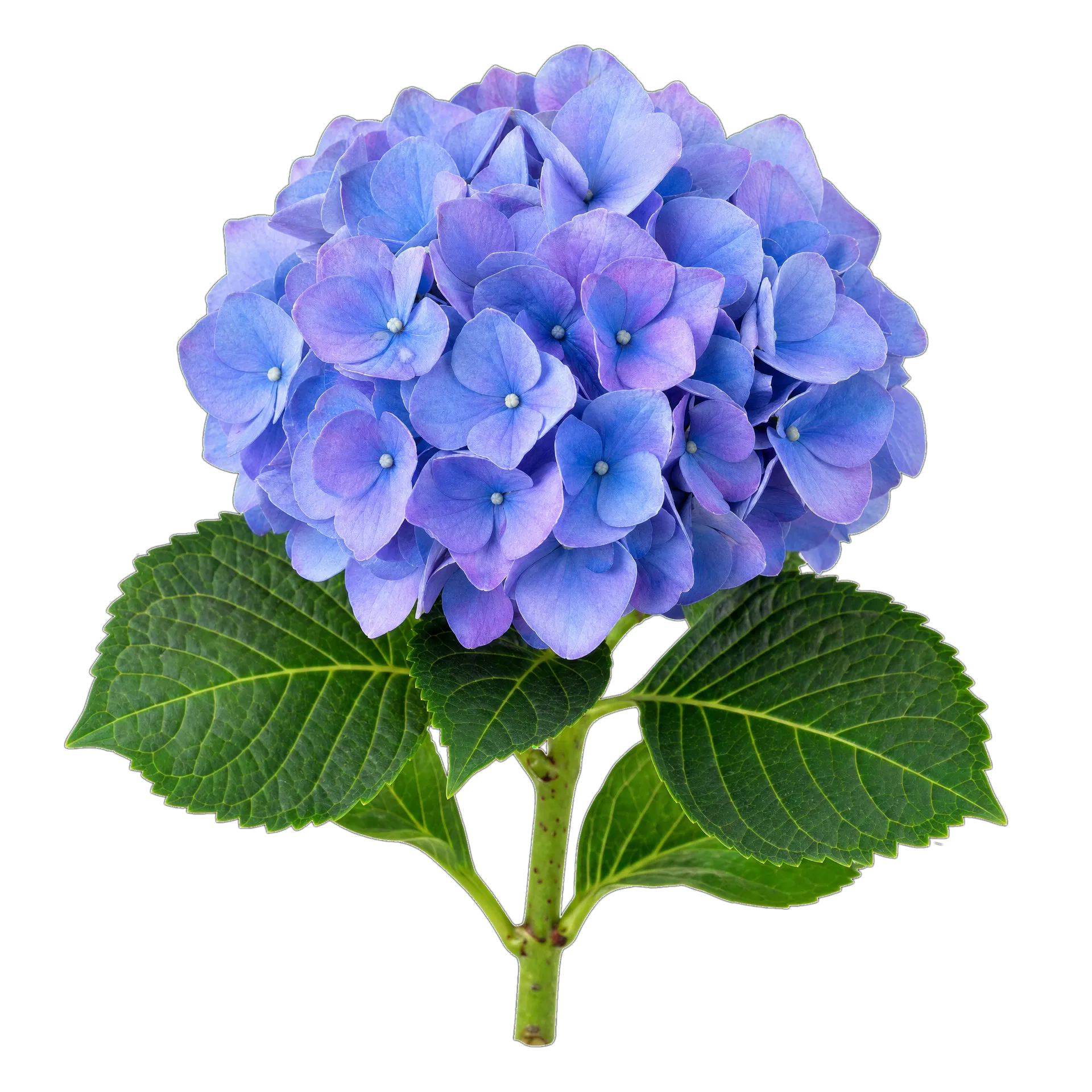 蓝紫色绣球花材